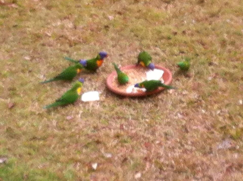 Lorikeet wildlife in the garden
