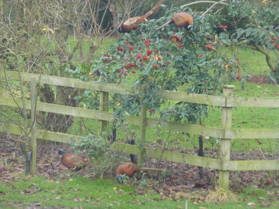 some wild life seen here at Windy Ridge, New Delights