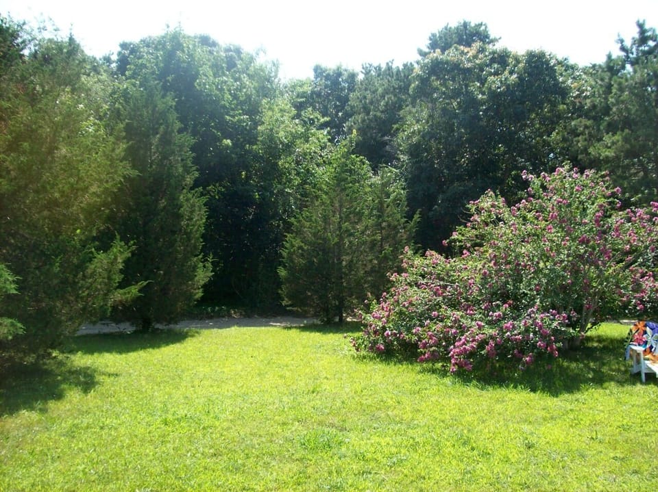Front yard