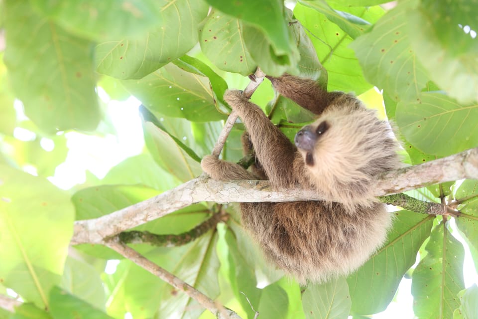 Lots of natural wild life 