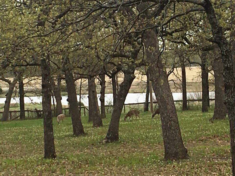 There is a deer family that likes to visit occasionally for a snack and a drink 