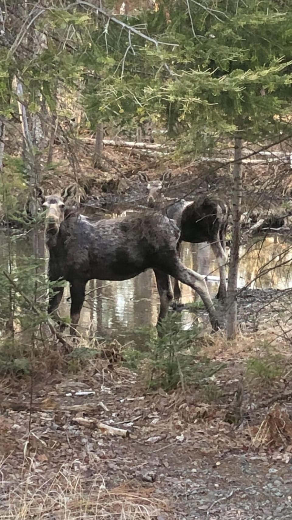 Local wildlife!