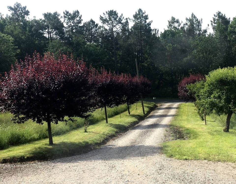 tree-lined driveway