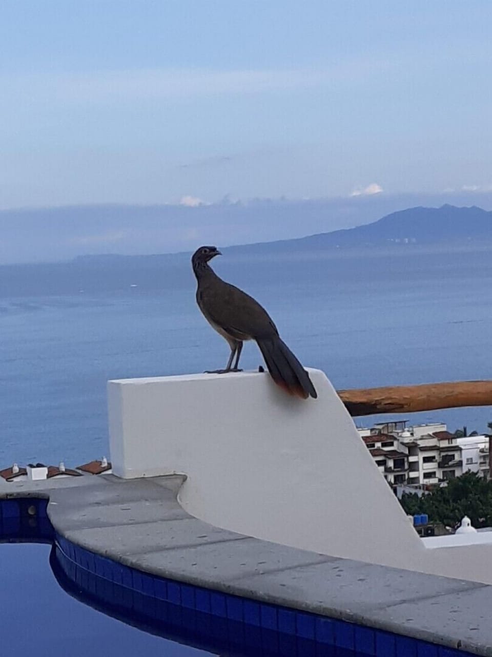  Visitor, a chacalaca bird. 