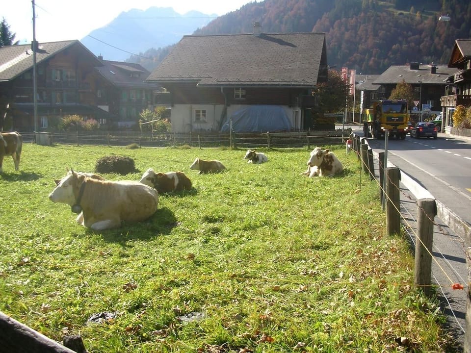 cows enjoying the sun 