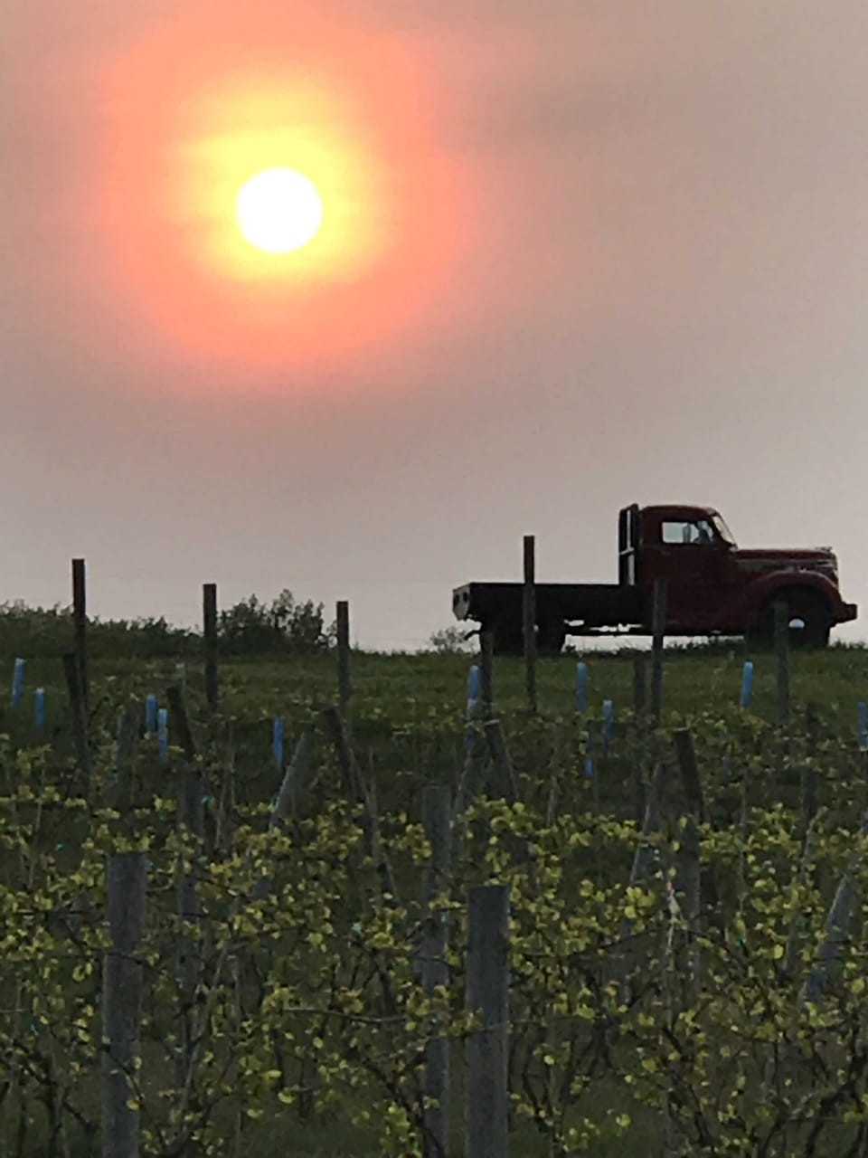 Sunset at the Vineyard 