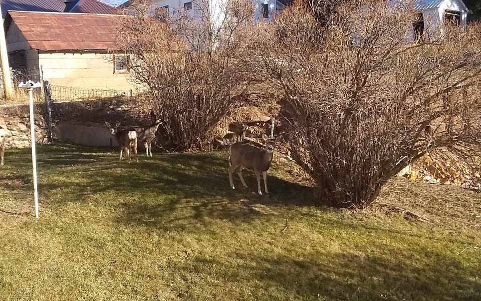 Deer frequent the yard
