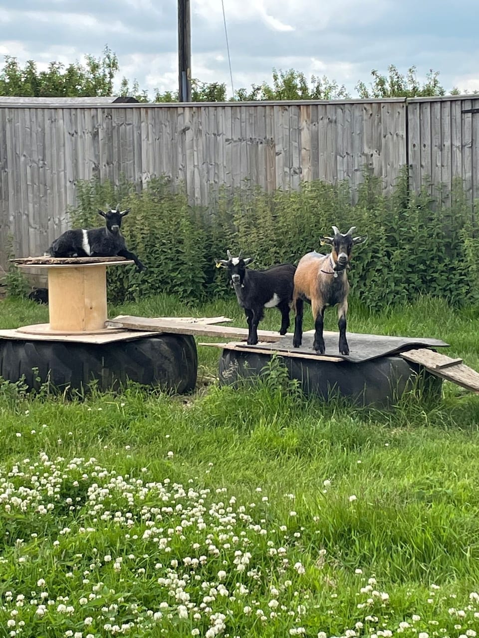 Stan, Ollie and Duke