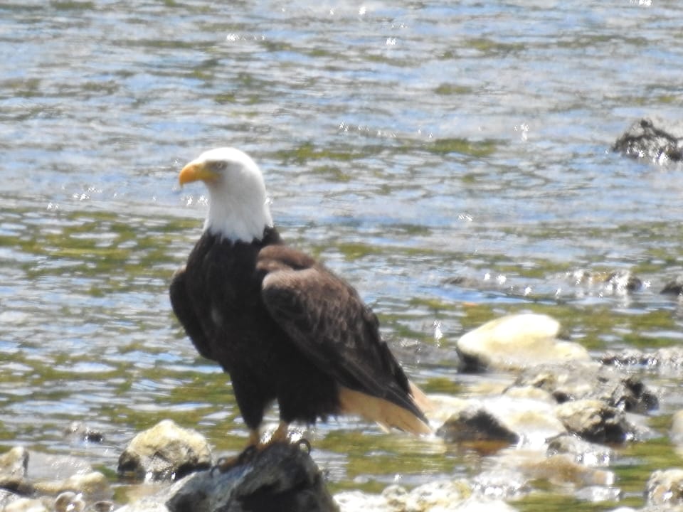 Another local resident stopping for breakfast