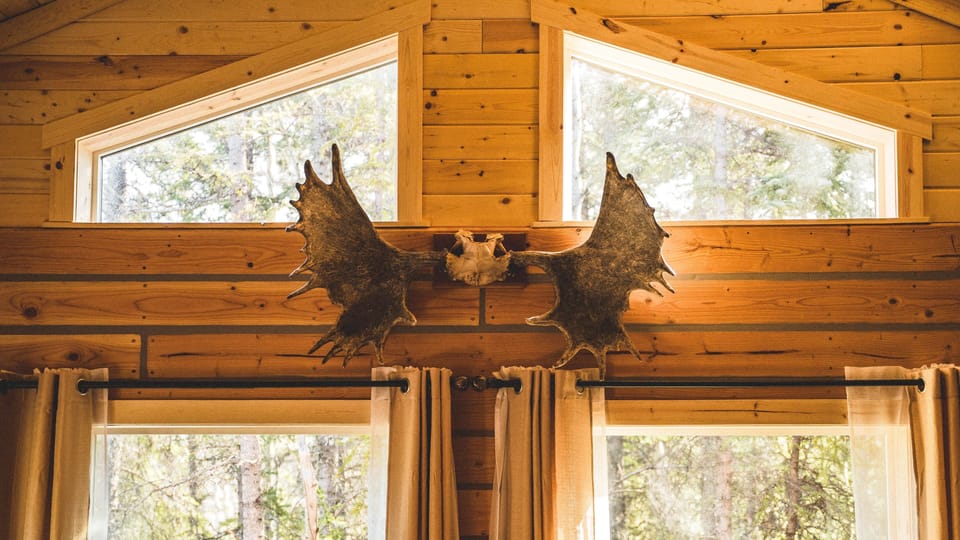 Authentic moose antlers