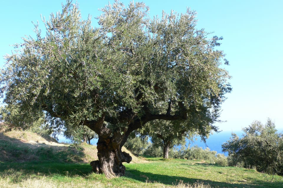 Cyprus has thousands of Olive trees which are over 100 years old. 