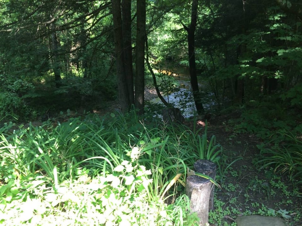 View of the river.