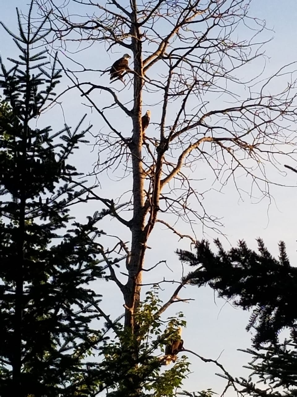 our eagle family 
