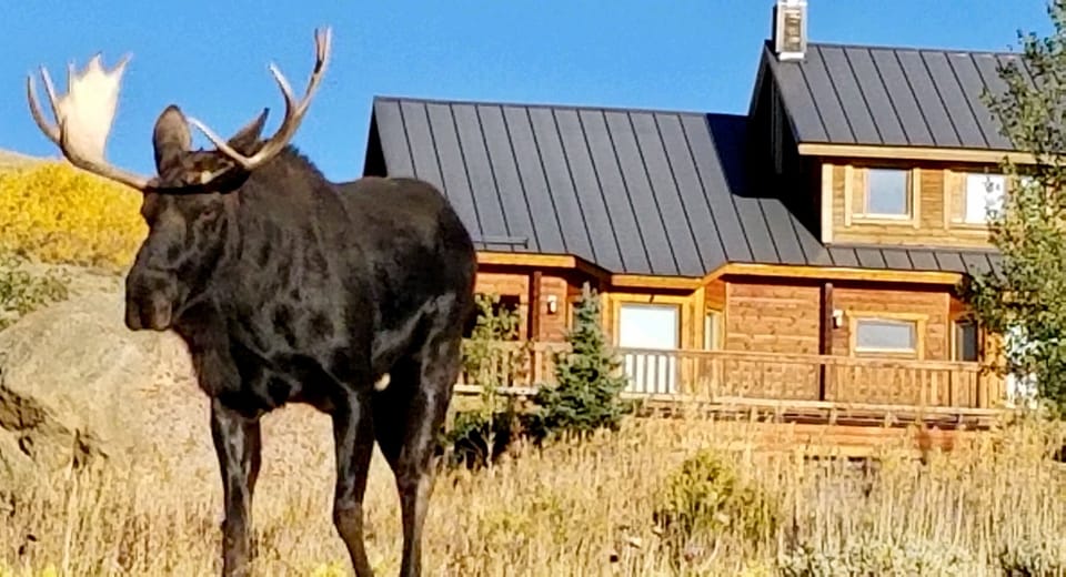 Moose in our back yard 