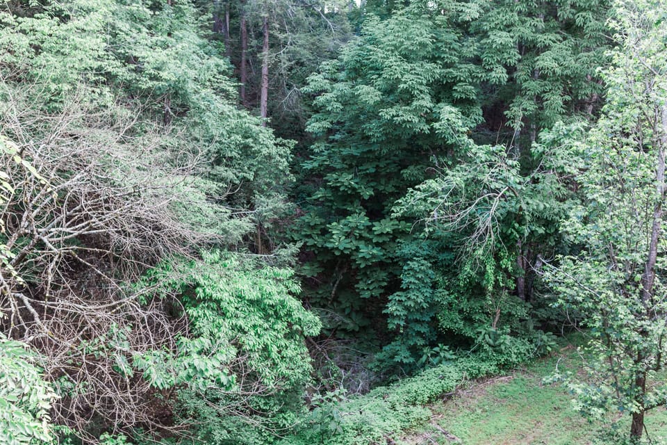 View from the back deck.