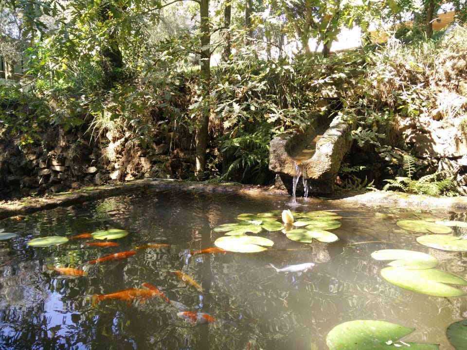 Tanque com nenúfares