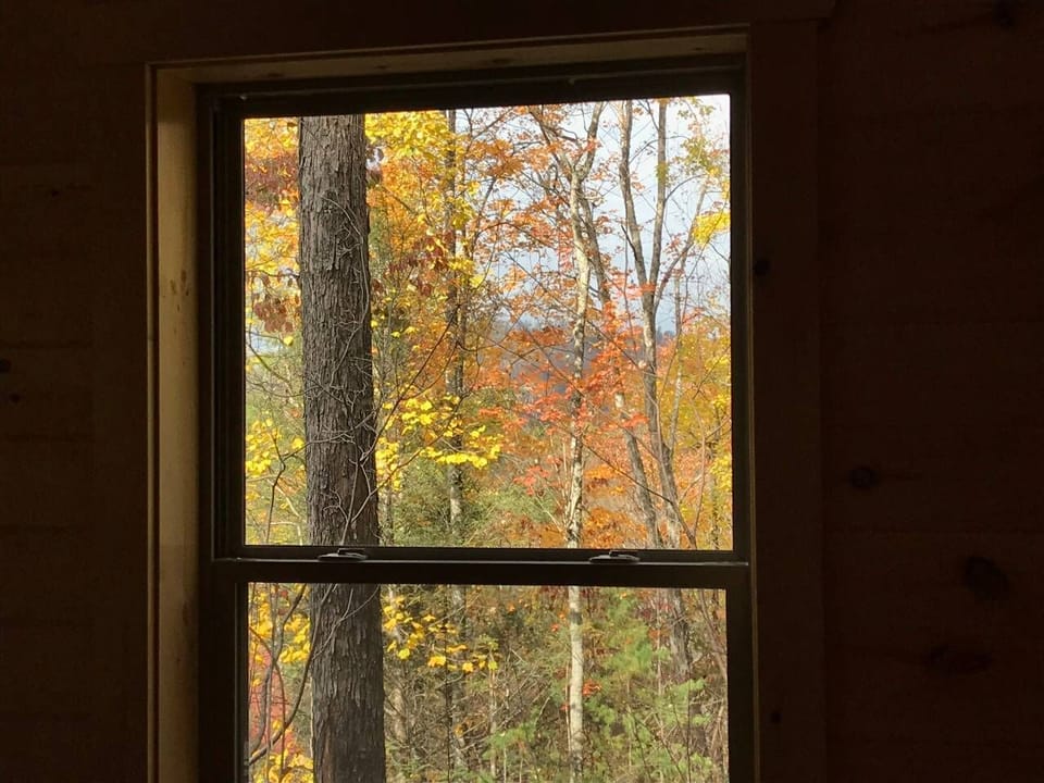 View from the side living room window.  The leaf color is amazing this year!