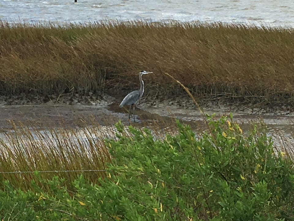 Just steps from bird sanctuary and protected wetlands.