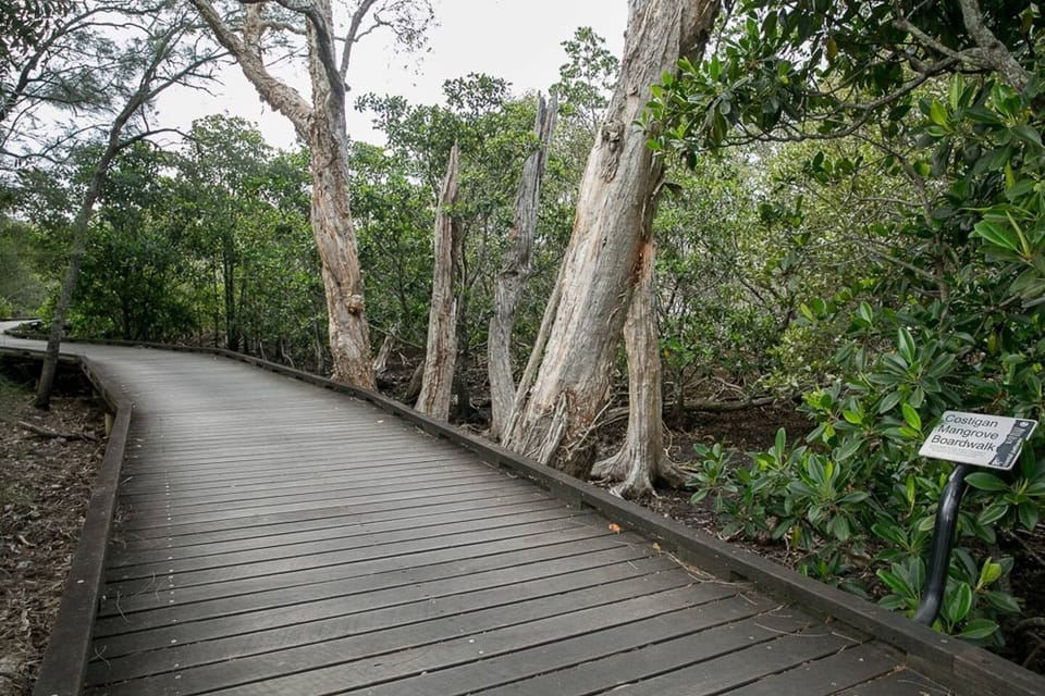 Costigan Mangrove walk