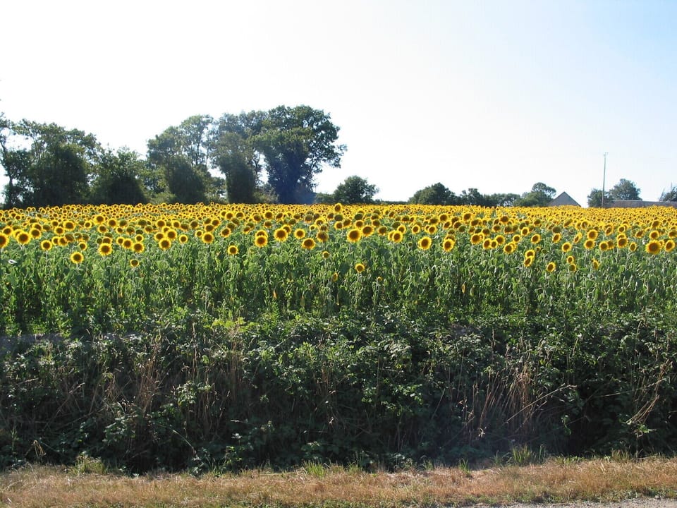 Local sunflowers!