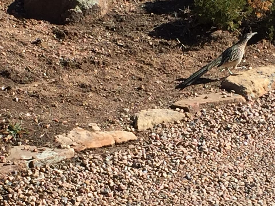A roadrunner visits quickly