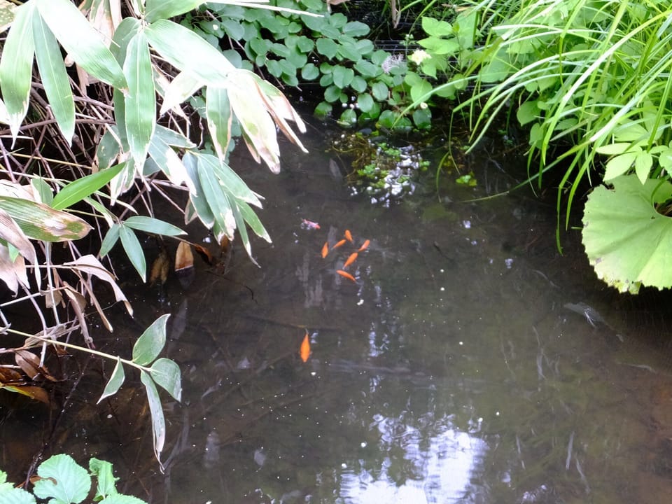 There are small salmon and goldfish in the pond
