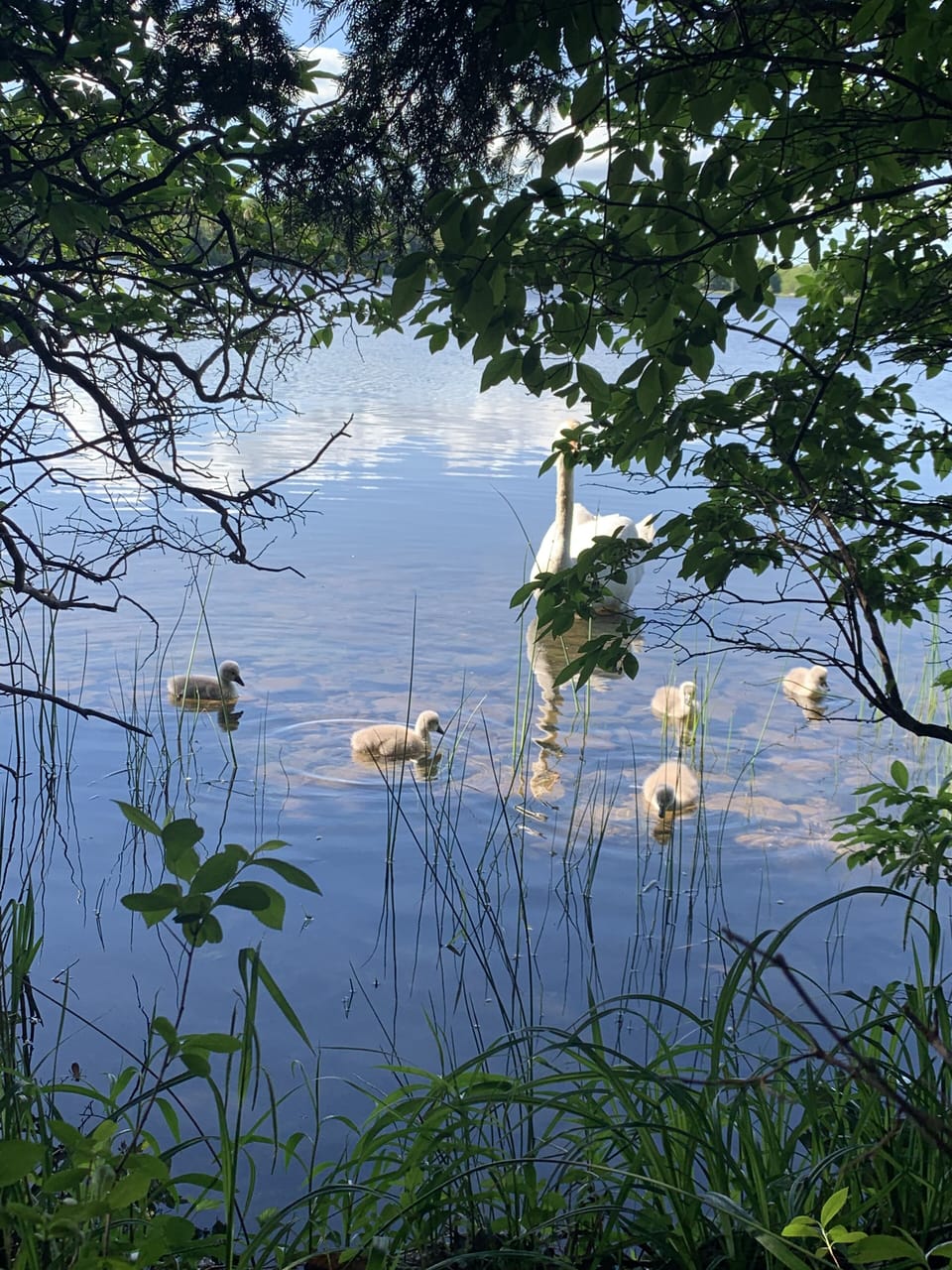 Springtime brings many baby animals to our yard and lake including these cygnets