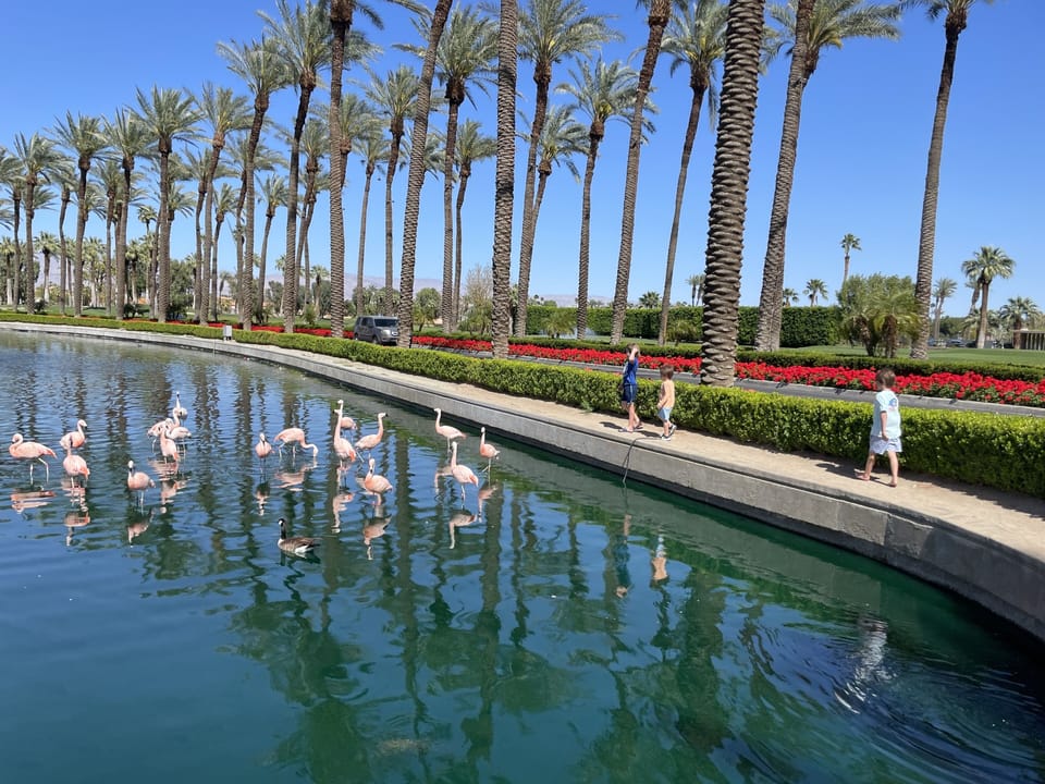 Flamingo