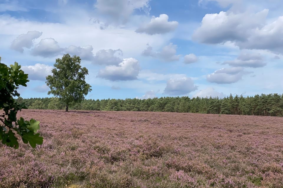 Immediate Surroundings [summer] (<1 km)