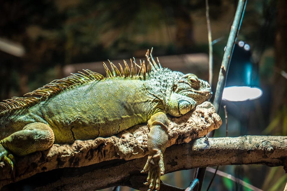 Holiday Park Facilities and Services 