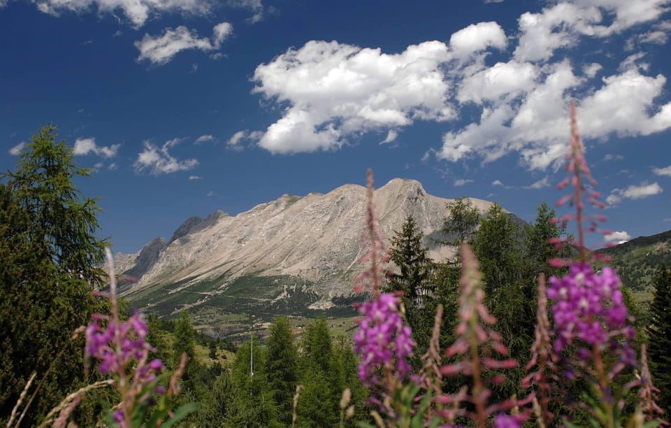 Flowers blooming in the Southern Alps with a stunning mountain backdrop