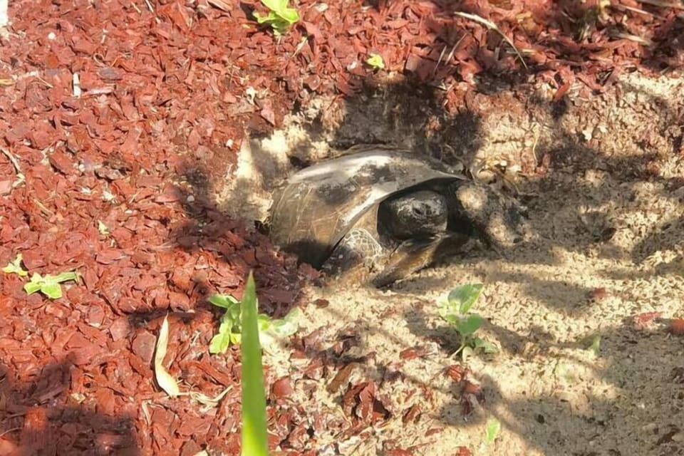 Local Gopher Tortoise - often seen throughout the neighborhood & in the dunes!