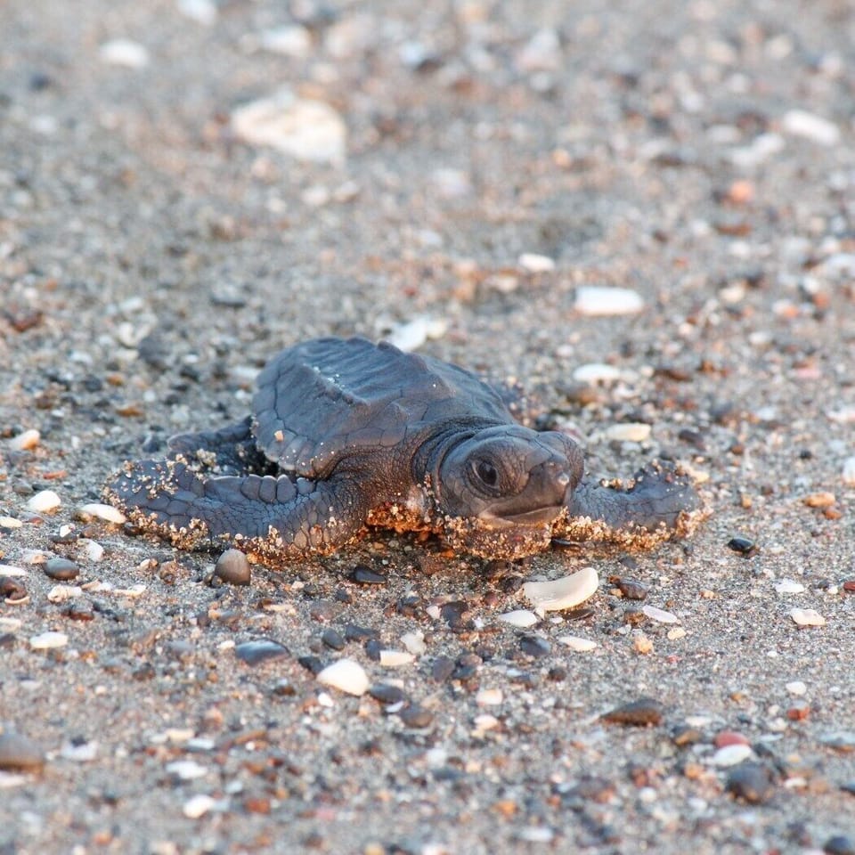 Sea turtle conservation on our beach
