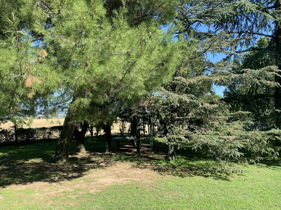 Plant, Branch, Natural Landscape, Trunk, Tree, Woody Plant, Shade, Evergreen, Tints And Shades, Grass