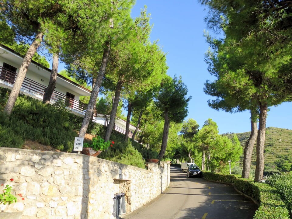 Plant, Road, Tree, Road Surface, Shrub, Woody Plant, Slope, Street, Shade, Sidewalk