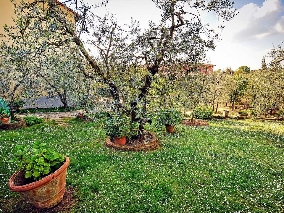 Tree, Garden, Plant, Grass, Natural Landscape, Spring, Backyard, Yard, Woody Plant, Botany