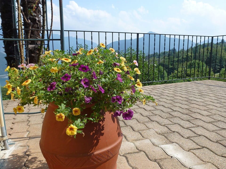 Flower, Flowerpot, Plant, Garden, Botany, Flowering Plant, Shrub, Annual Plant, Houseplant, Wildflower