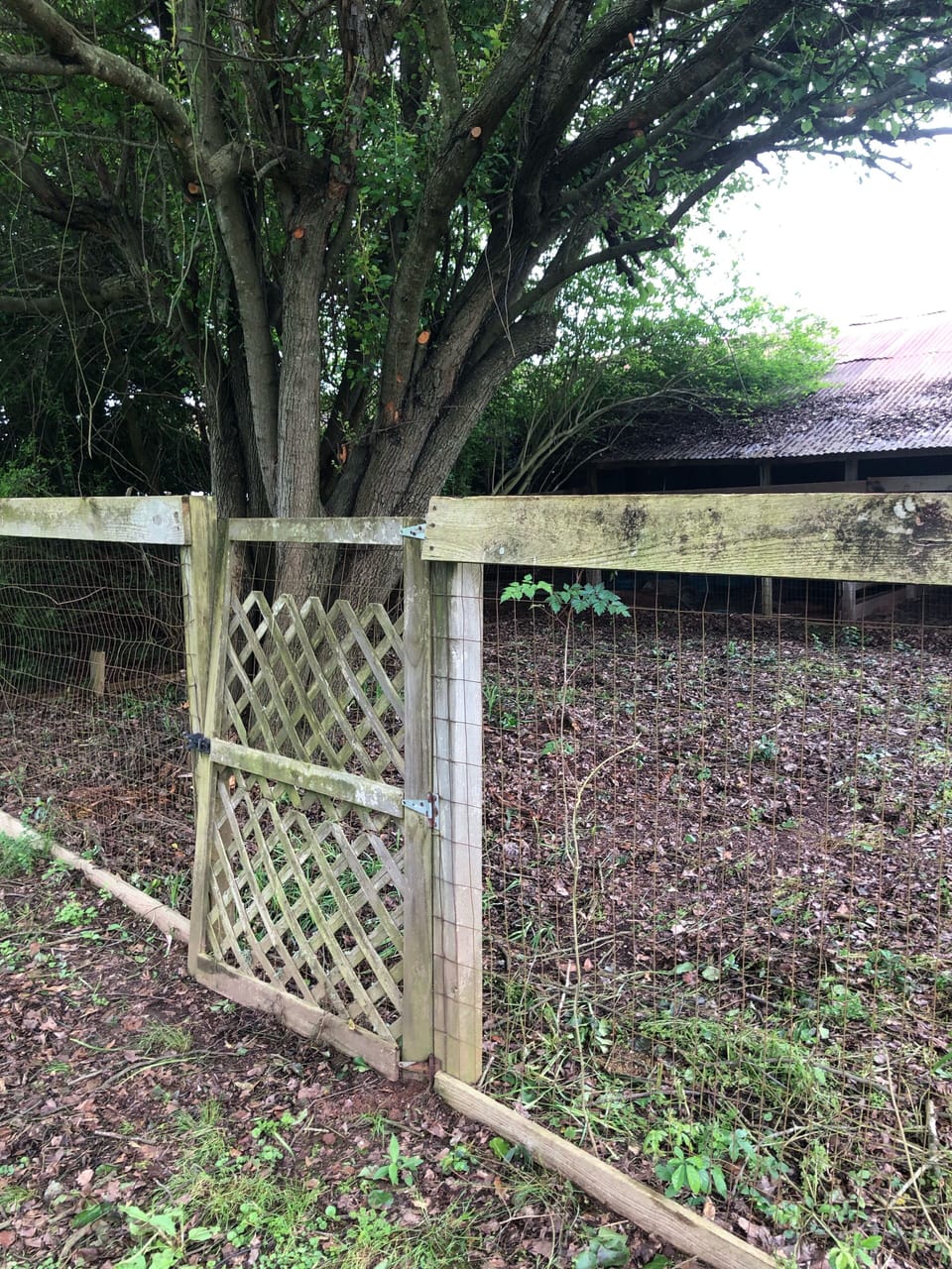 Dog pen shaded. Large area 