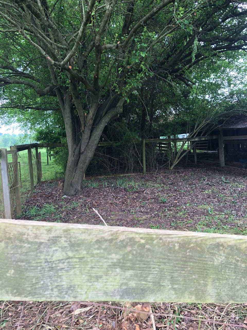 Dog pen on property in backyard.  Shaded and large area. 