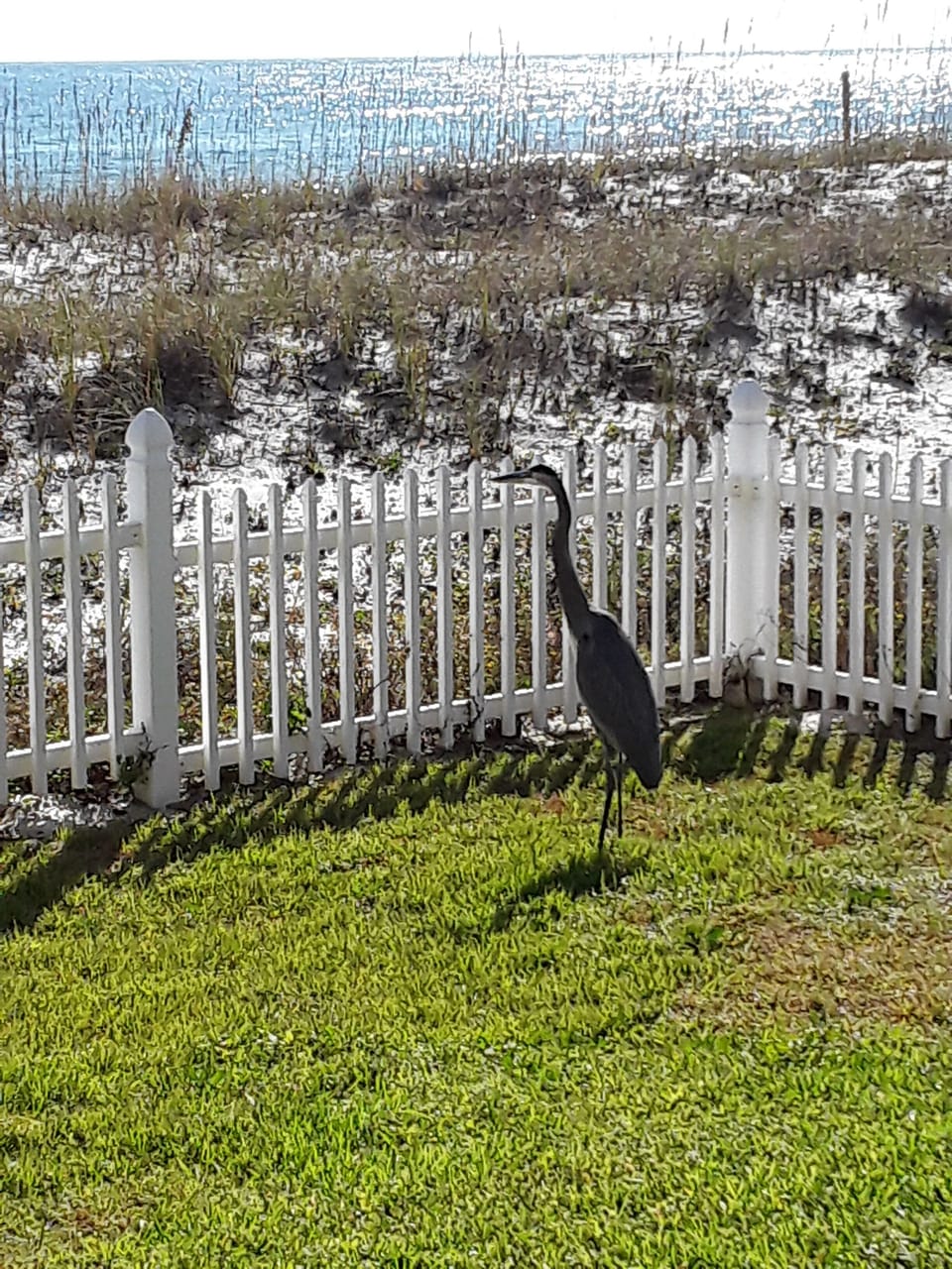 Bama the bird says come visit me