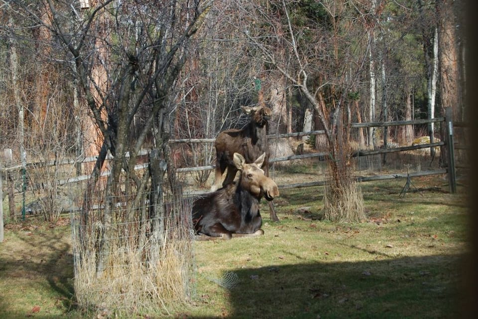 Moose and calf as seen from the kitchen door.