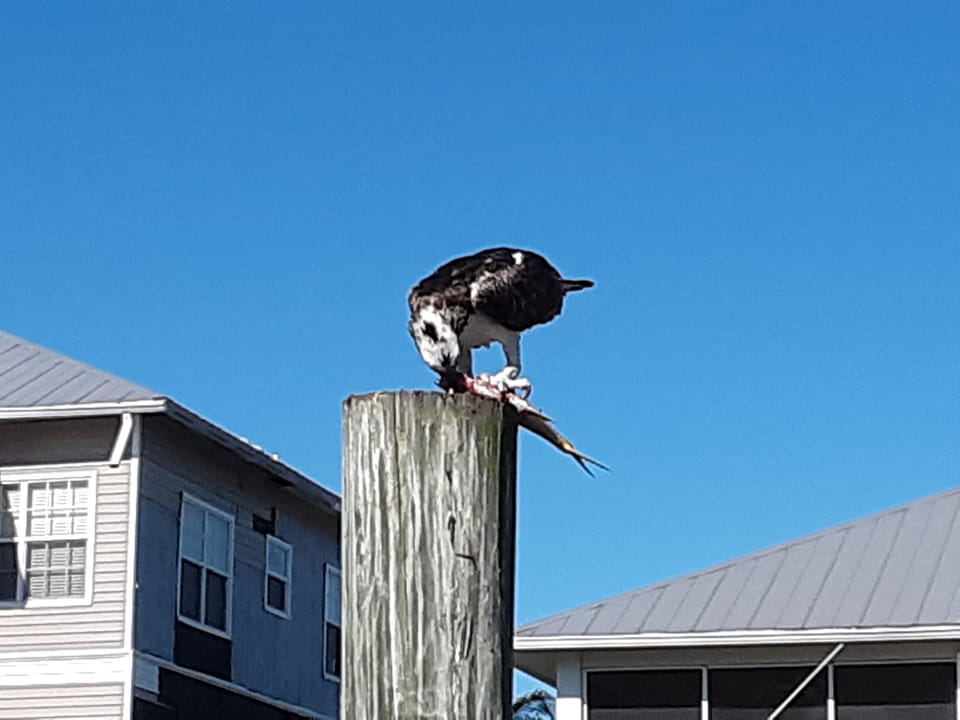 Osprey having breakfast on the dock