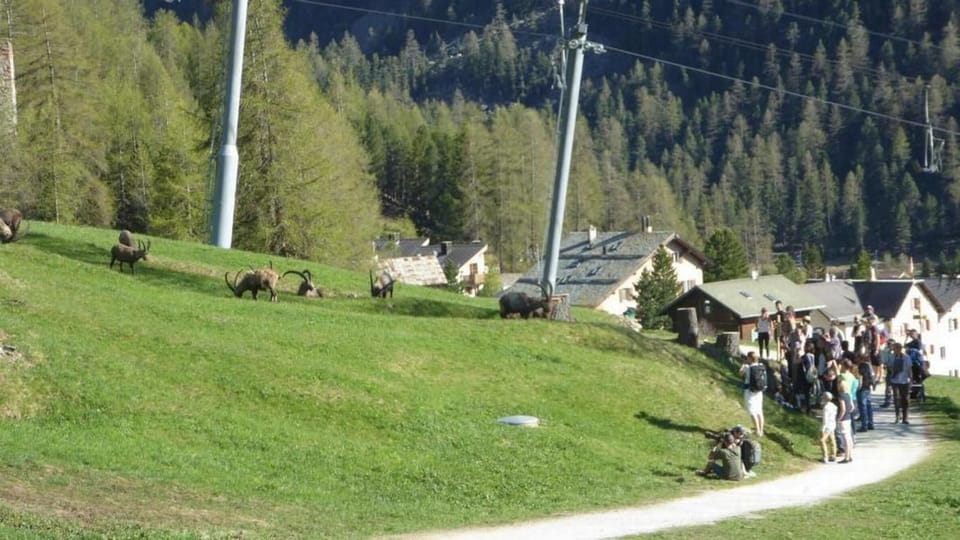 Promenade des Ibexes