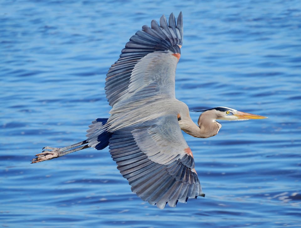 We are located in a bird sanctuary, and you can watch blue herons fish up close!