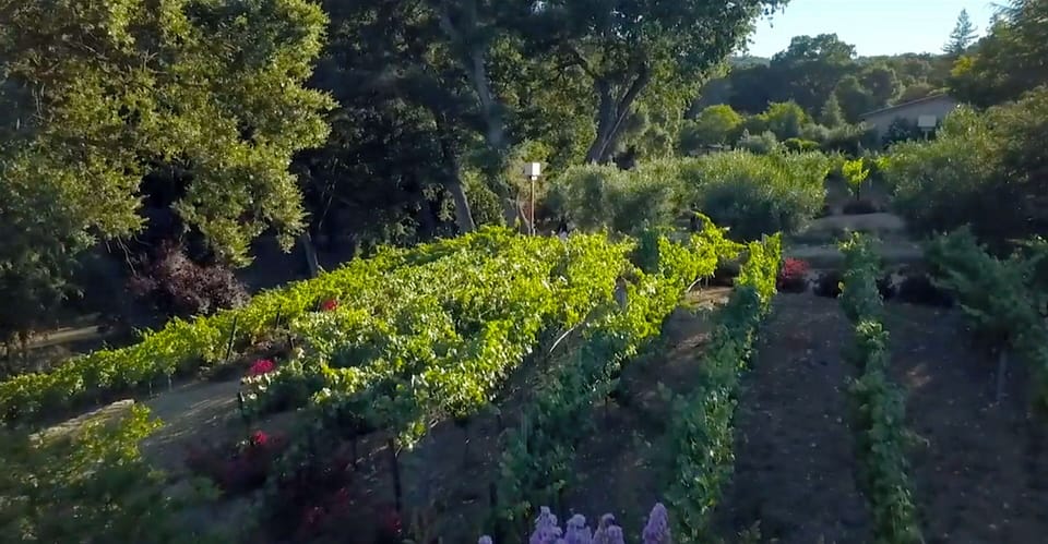 Vineyard