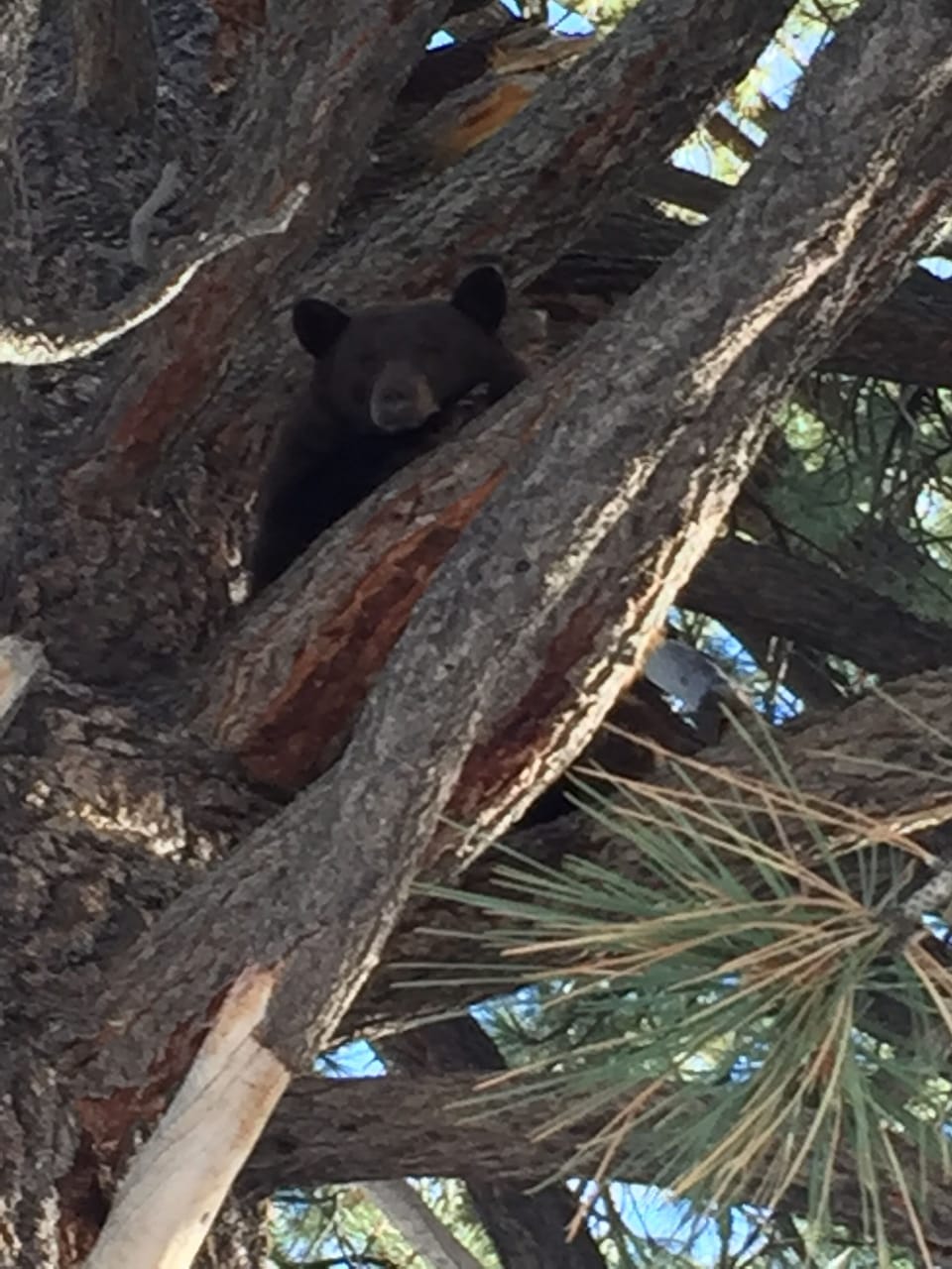 Sleeping bear in a tree behind Schats.