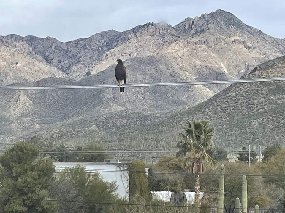 Wildlife behind our home.