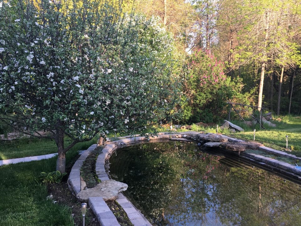 apple blossoms from the orchard and pond