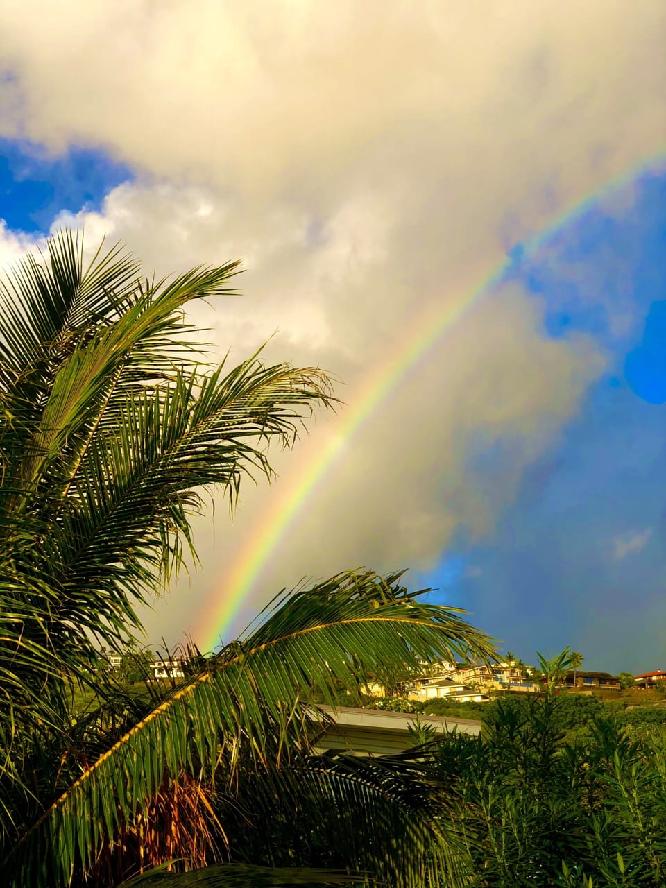 view from the back garden
