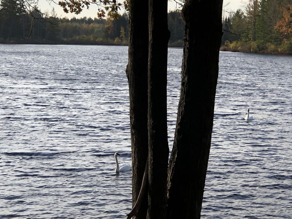 White swans enjoying the lake